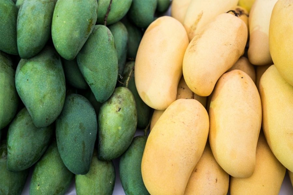 The use of disposable LCD temperature recorder will make mango transport more security The use of disposable LCD temperature recorder will make mango transport more security