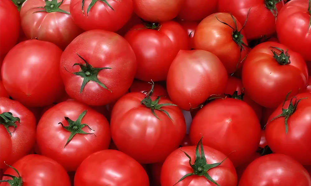 The role of Temperature Data Logger in tomato transportation