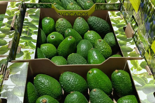 Disposable temperature recorder to protect the quality of avocado transportation Disposable temperature recorder to protect the quality of avocado transportation